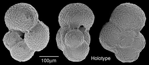 Globigerina praebulloides Blow, 1959