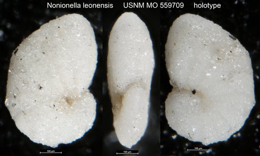 Nonionella leonensis Applin & Jordan, 1945