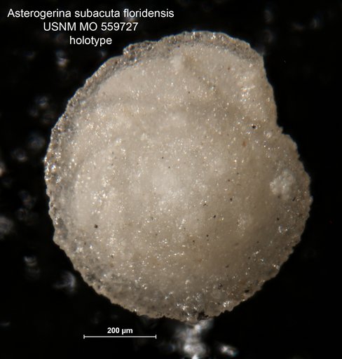 Asterigerina subacuta var. floridensis Applin & Jordan, 1945