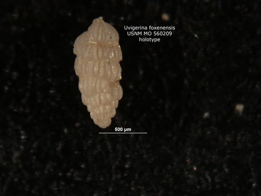 Uvigerina foxenensis Bramlette, 1951