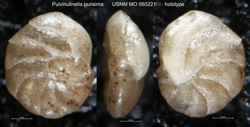 Pulvinulinella purisima (Bramlette, 1951)