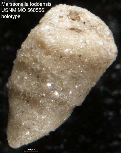 Marssonella lodoensis Israelsky, 1951