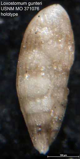 Loxostomum gunteri Cushman, 1930