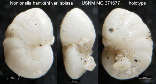 Nonionella hantkeni var. spissa Cushman, 1931