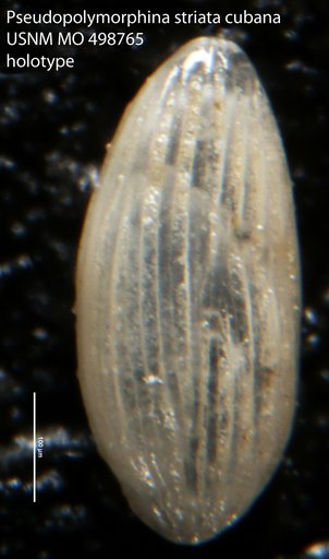 Pseudopolymorphina striata cubana Palmer & Bermudez, 1936