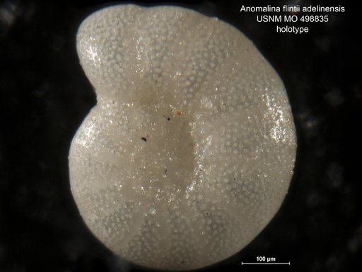 Anomalina flintii var. adelinensis Palmer & Bermudez, 1936