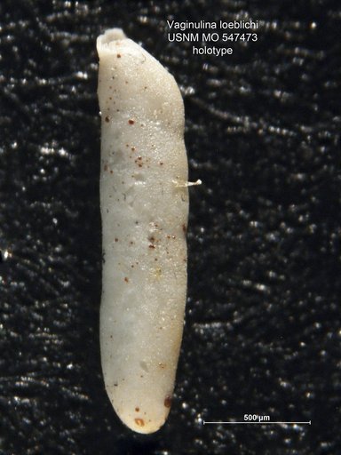 Vaginulina loeblichi McLean, 1951