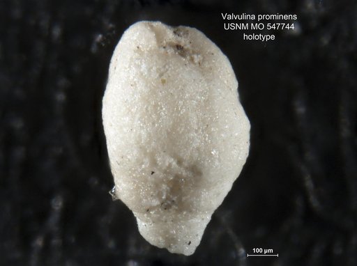 Valvulina ? prominens Todd & Post, 1954