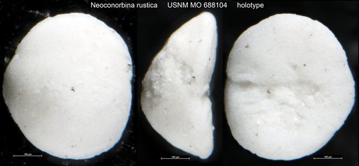 Neoconorbina rustica Todd & Low, 1970