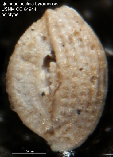 Quinqueloculina byramensis Cushman, 1923