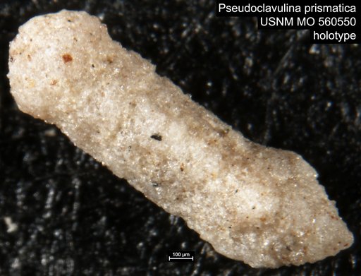 Pseudoclavulina prismatica Israelsky, 1951