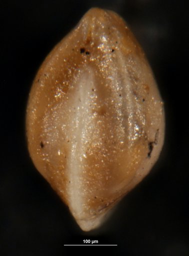 Robulus proclivis Israelsky, 1955