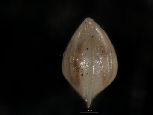 Robulus mysticus Israelsky, 1955