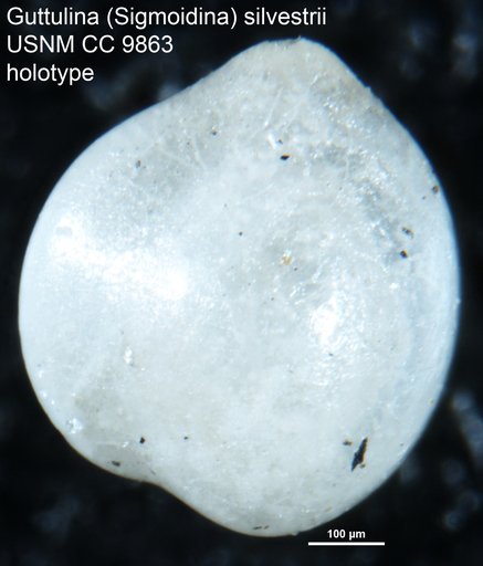 Guttulina (Sigmoidina) silvestrii Cushman & Ozawa, 1930