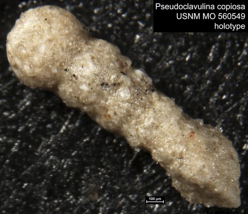 Pseudoclavulina copiosa Israelsky, 1951