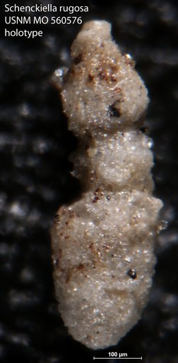 Schenckiella rugosa Israelsky, 1951