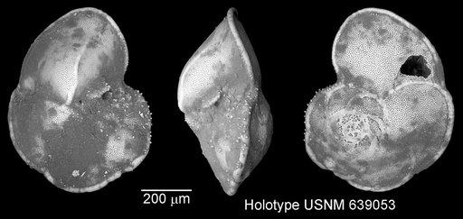 Globorotalia ungulata Bermudez, 1961