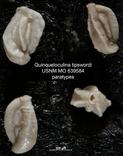 Quinqueloculina tipswordi Andersen, 1961