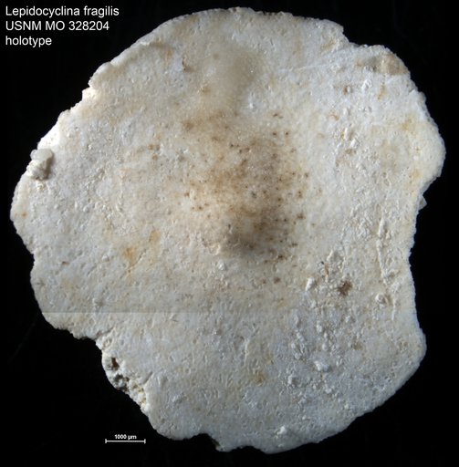 Lepidocyclina (Nephrolepidina) fragilis Cushman, 1920