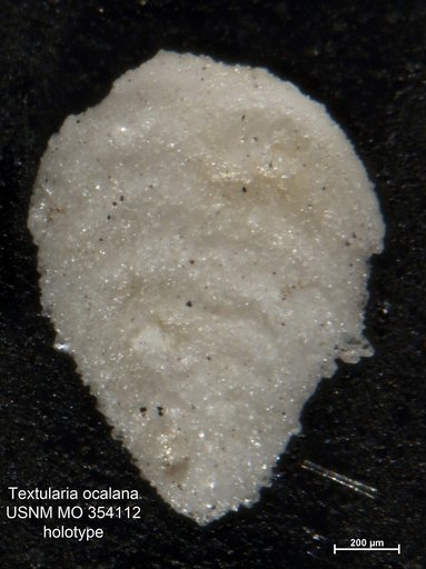 Textularia ocalana Cushman, 1926