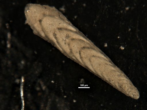 Plectofrondicularia cookei Cushman, 1933