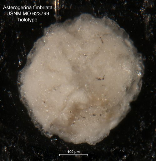 Asterigerina fimbriata Todd, 1957