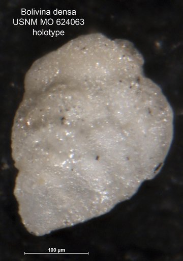 Bolivina densa Todd, 1957