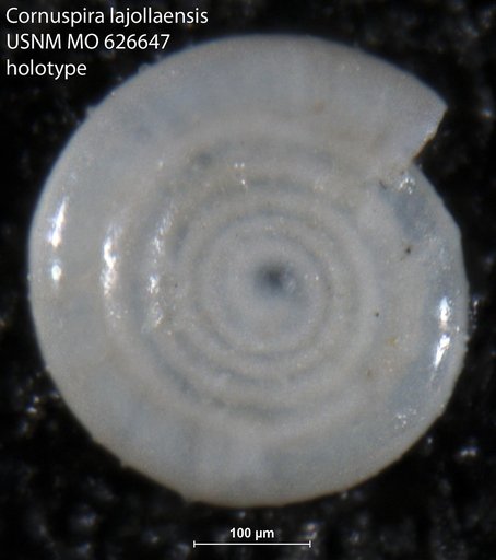 Cornuspira lajollaensis Uchio, 1960