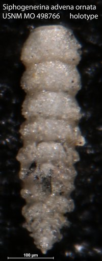 Siphogenerina advena var. ornata Palmer & Bermudez, 1936