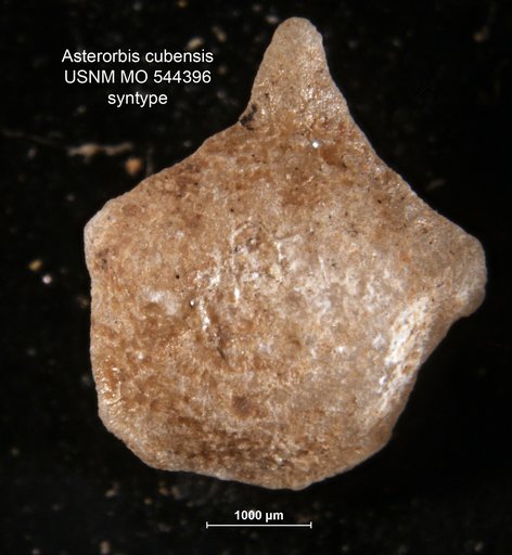 Asterorbis ? cubensis Palmer, 1934