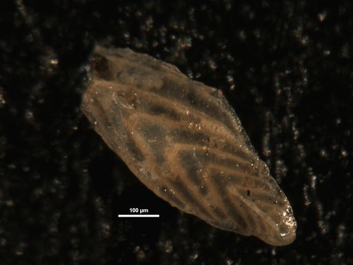 Plectofrondicularia billmani Rau, 1951