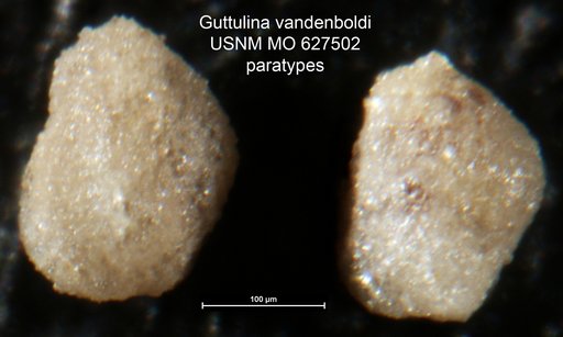 Guttulina vandenboldi Bartenstein et al., 1957