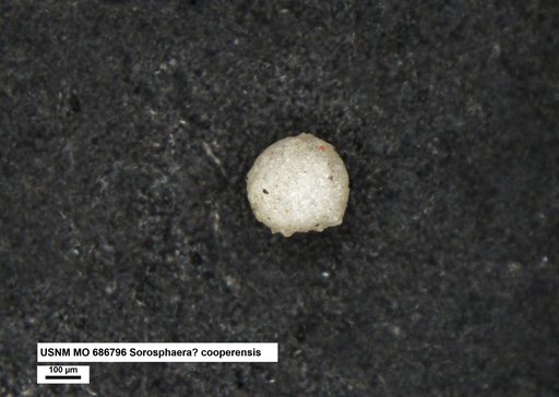 Sorosphaera ? cooperensis Conkin et al., 1968