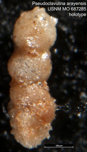 Pseudoclavulina arayensis Bermúdez & Fuenmayor, 1966