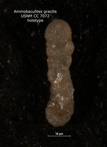 Ammobaculites gracilis Waters, 1928