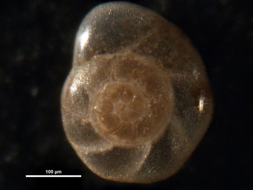 Streblus limnetes Todd & Brönnimann, 1957
