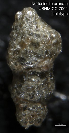 Nodosinella arenata Cushman & Waters, 1927