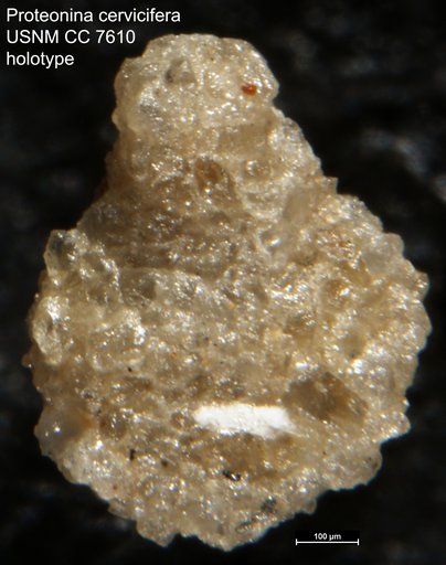 Proteonina cervicifera Cushman & Waters, 1928