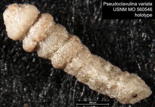 Pseudoclavulina variata Israelsky, 1951