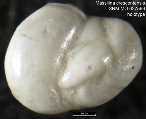 Massilina crescentensis Hamlin, 1960