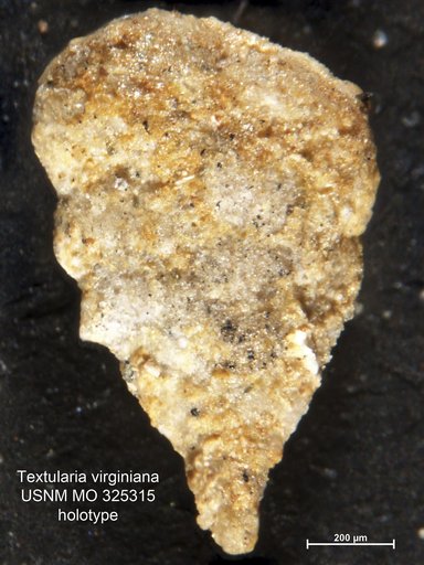 Textularia virginiana Cushman, 1918