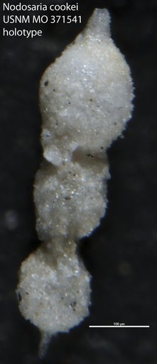Nodosaria cookei Cushman, 1933