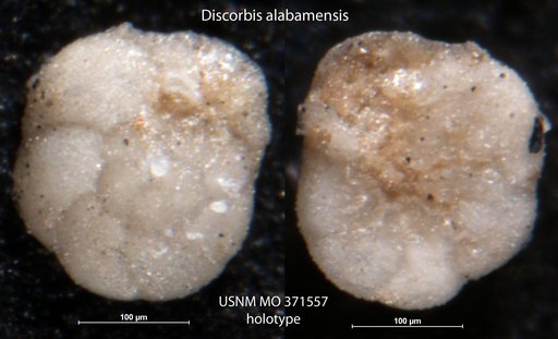 Discorbis alabamensis Cushman, 1933