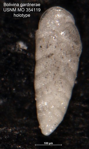 Bolivina gardnerae Cushman, 1926