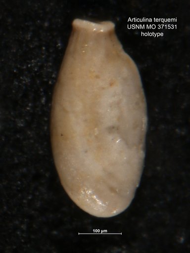Articulina terquemi Cushman, 1933