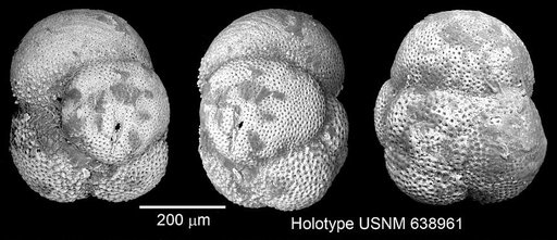 Globigerina simulans Bermudez, 1961