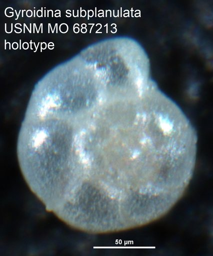 Gyroidina subplanulata Echols, 1971