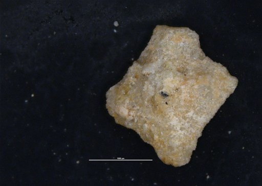 Asterocyclina incisuricamerata Cole, 1957