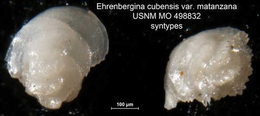 Ehrenbergina cubensis matanzana Palmer & Bermudez, 1936