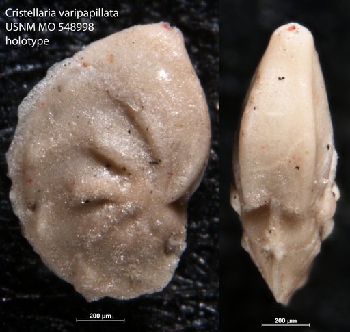 Cristellaria varipapillata Israelsky, 1955